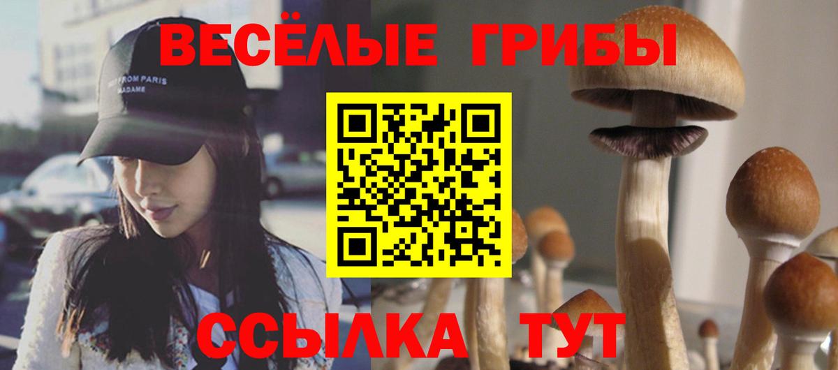 Галлюциногенные грибы Psilocybe Армавир